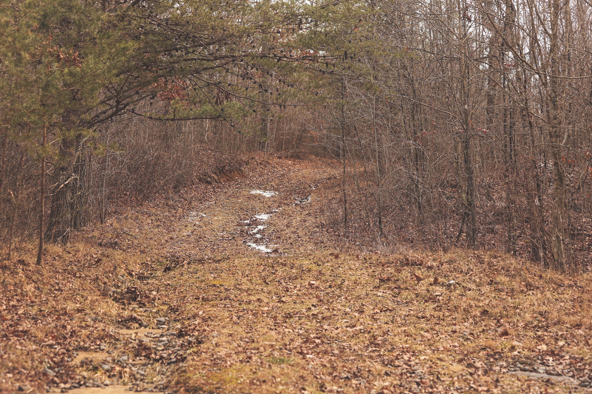 1555 Palmer Firetower Road Palmer TN 37365