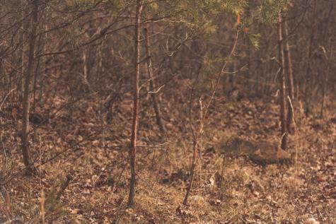 1555 Palmer Firetower Road Palmer TN 37365