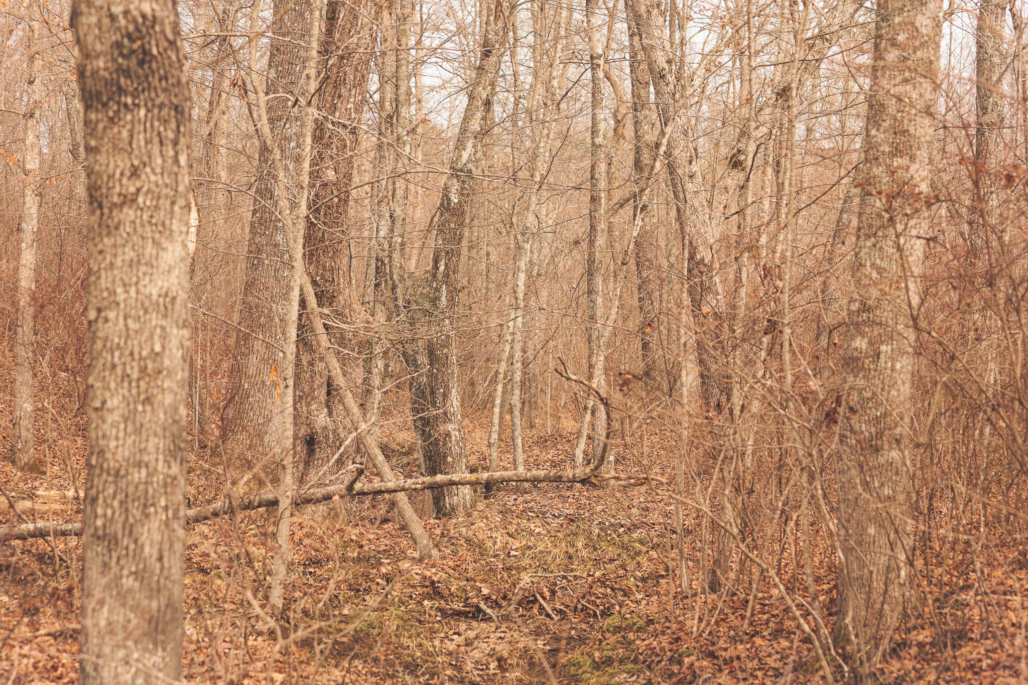 1555 Palmer Firetower Road Palmer TN 37365