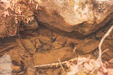 1555 Palmer Firetower Road Palmer TN 37365