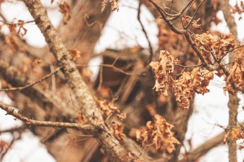 1555 Palmer Firetower Road Palmer TN 37365