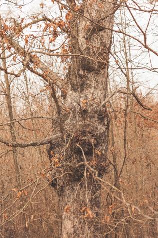 1555 Palmer Firetower Road Palmer TN 37365