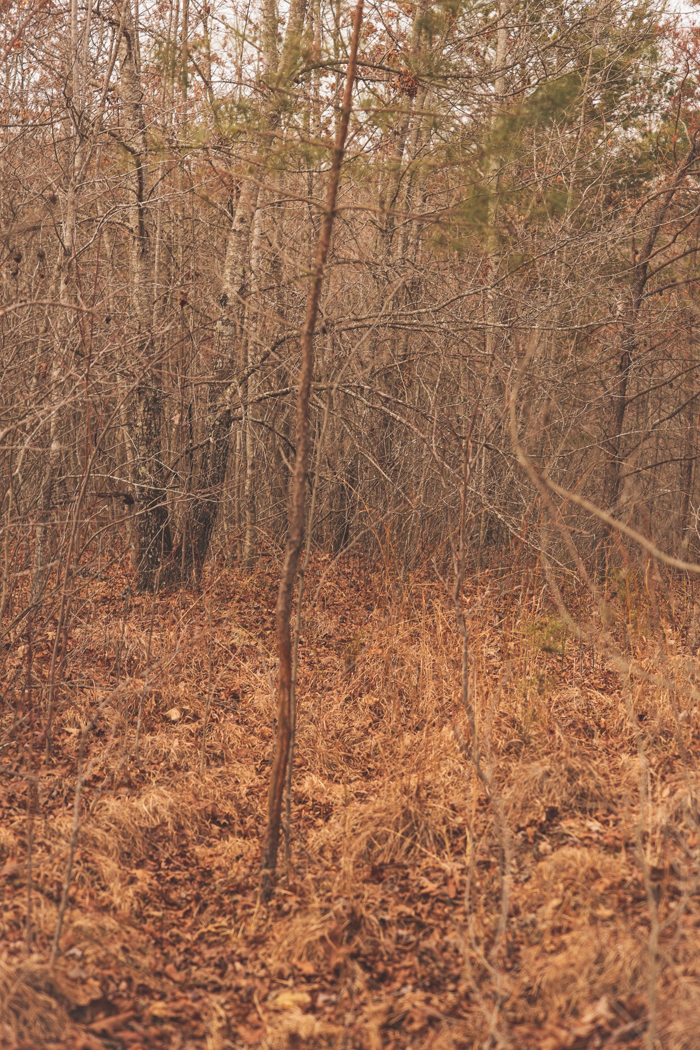 1555 Palmer Firetower Road Palmer TN 37365