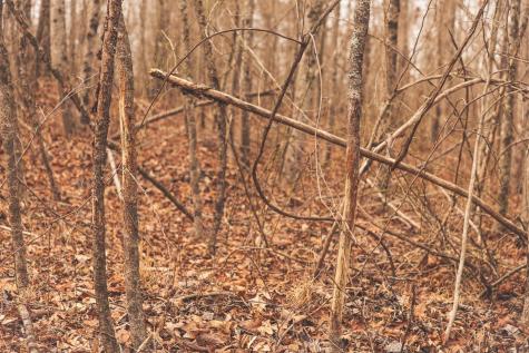 1555 Palmer Firetower Road Palmer TN 37365