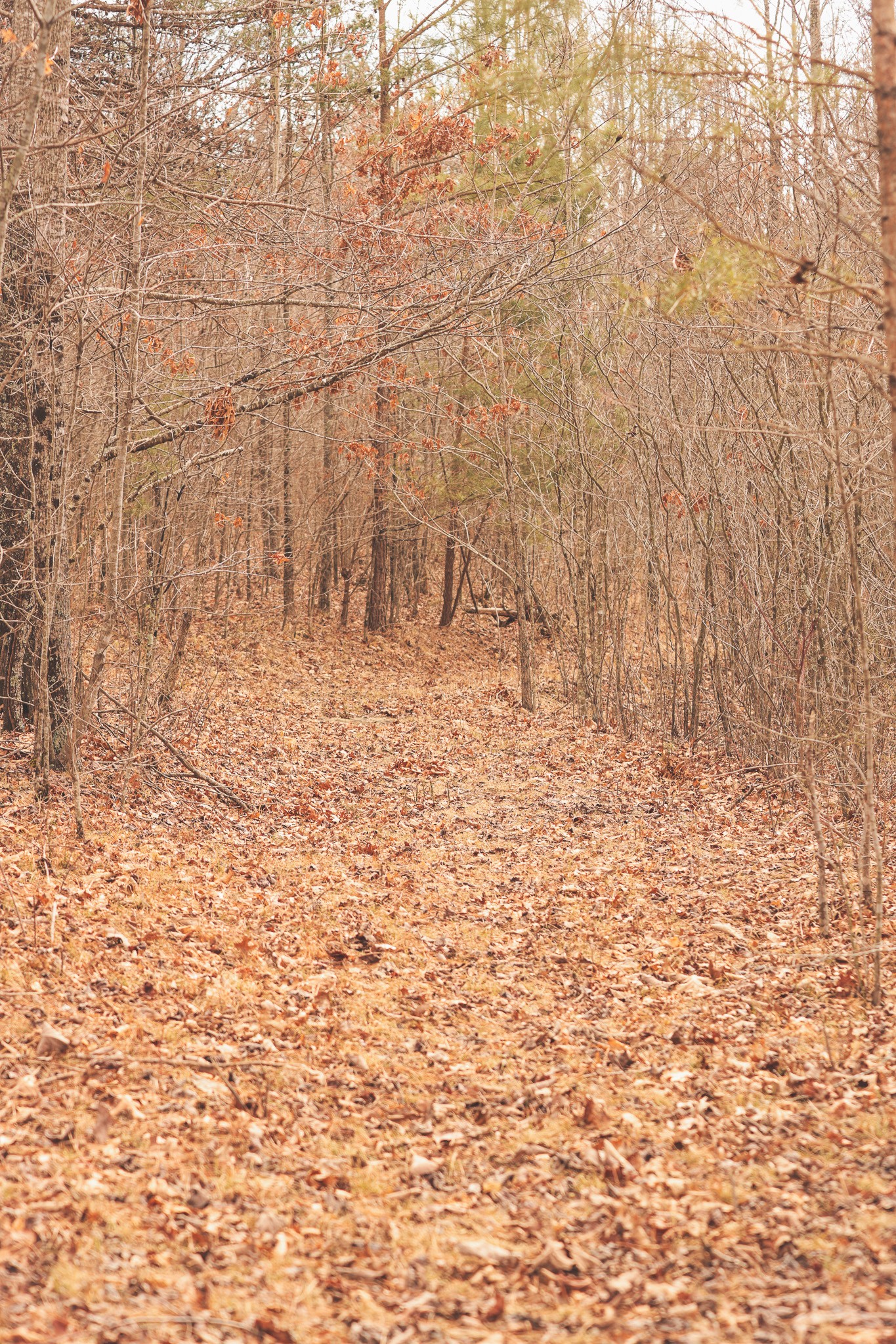 1555 Palmer Firetower Road Palmer TN 37365