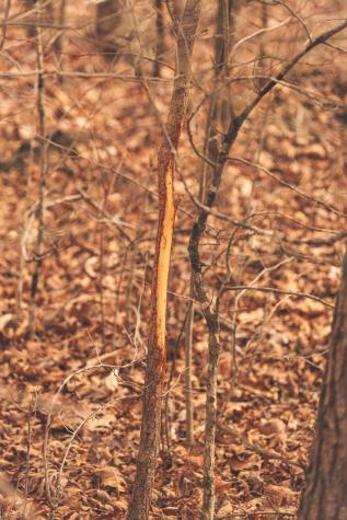 1555 Palmer Firetower Road Palmer TN 37365