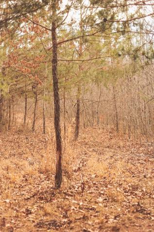 1555 Palmer Firetower Road Palmer TN 37365