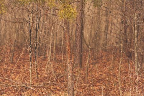 1555 Palmer Firetower Road Palmer TN 37365