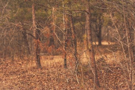 1555 Palmer Firetower Road Palmer TN 37365