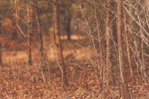 1555 Palmer Firetower Road Palmer TN 37365