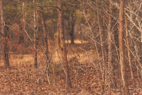 1555 Palmer Firetower Road Palmer TN 37365