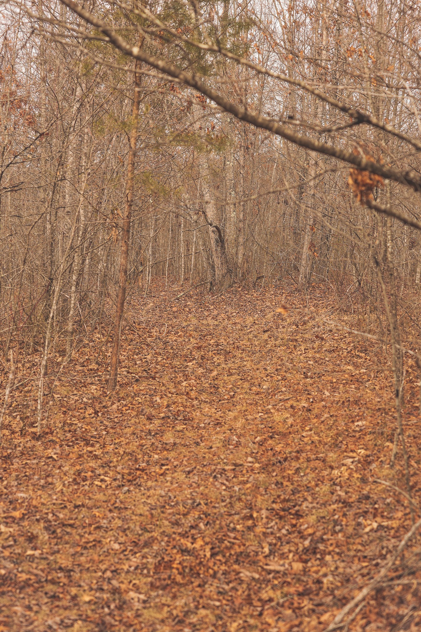 1555 Palmer Firetower Road Palmer TN 37365