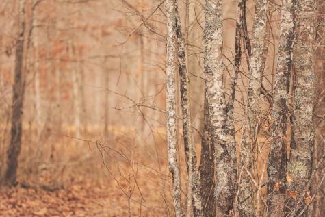 1555 Palmer Firetower Road Palmer TN 37365