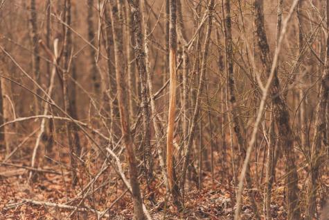 1555 Palmer Firetower Road Palmer TN 37365