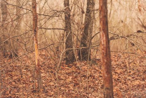 1555 Palmer Firetower Road Palmer TN 37365