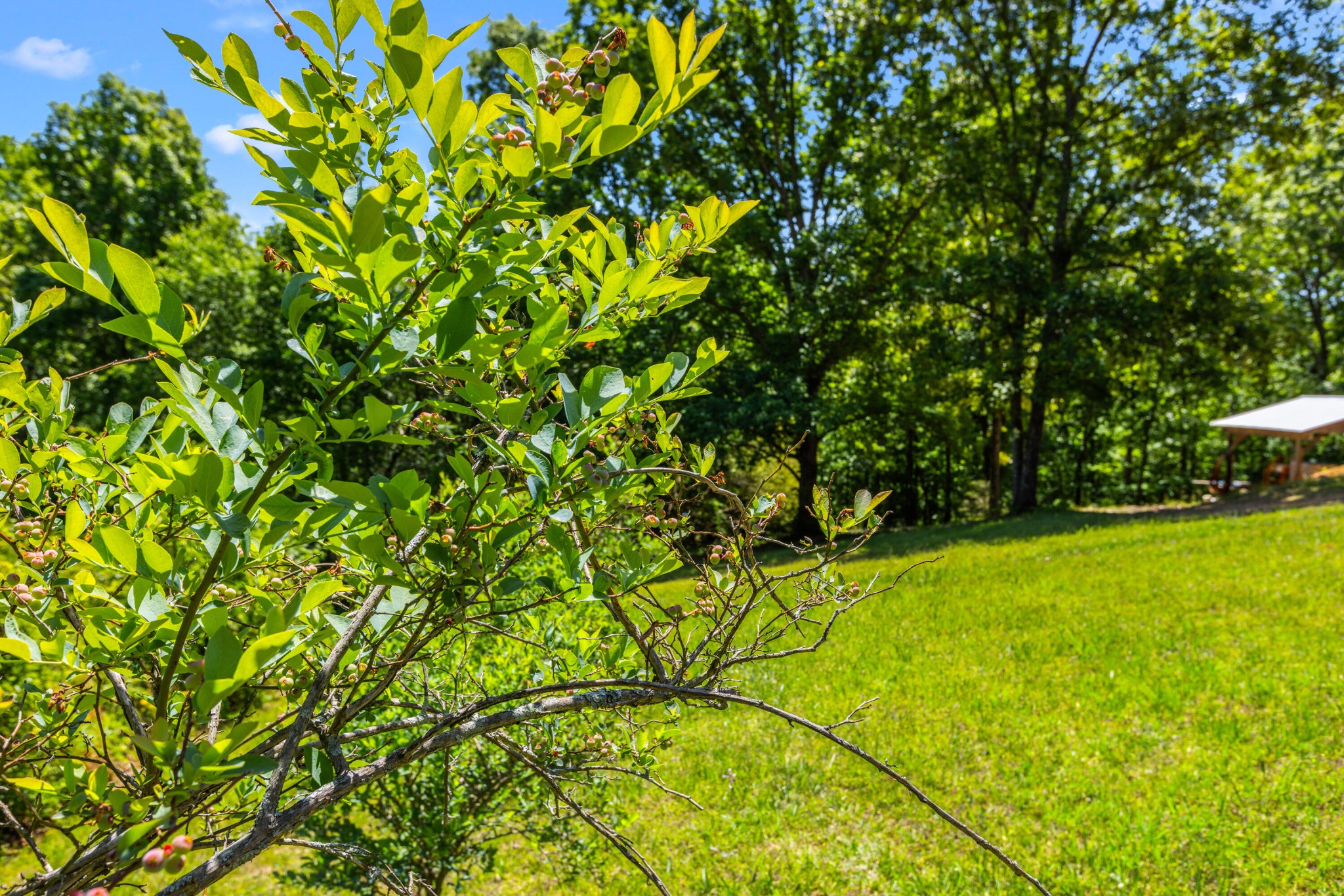 6435 Davis Hill Road Harrison TN 37341