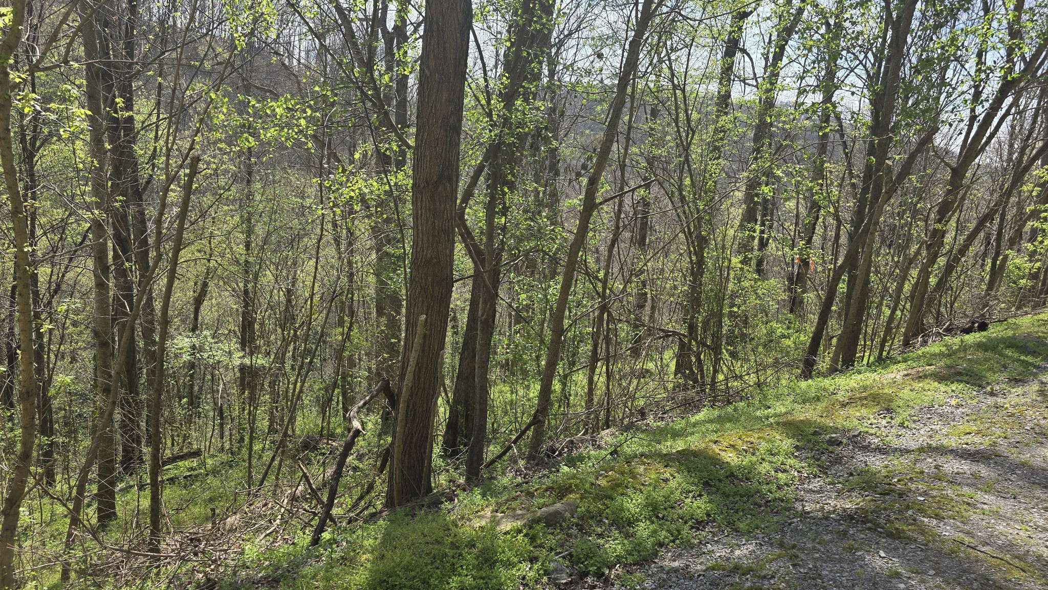 2 Shoreside Drive Smithville TN 37166