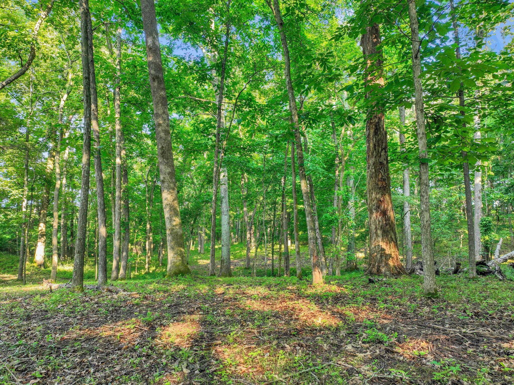 3119 Chase Point Drive Franklin TN 37067