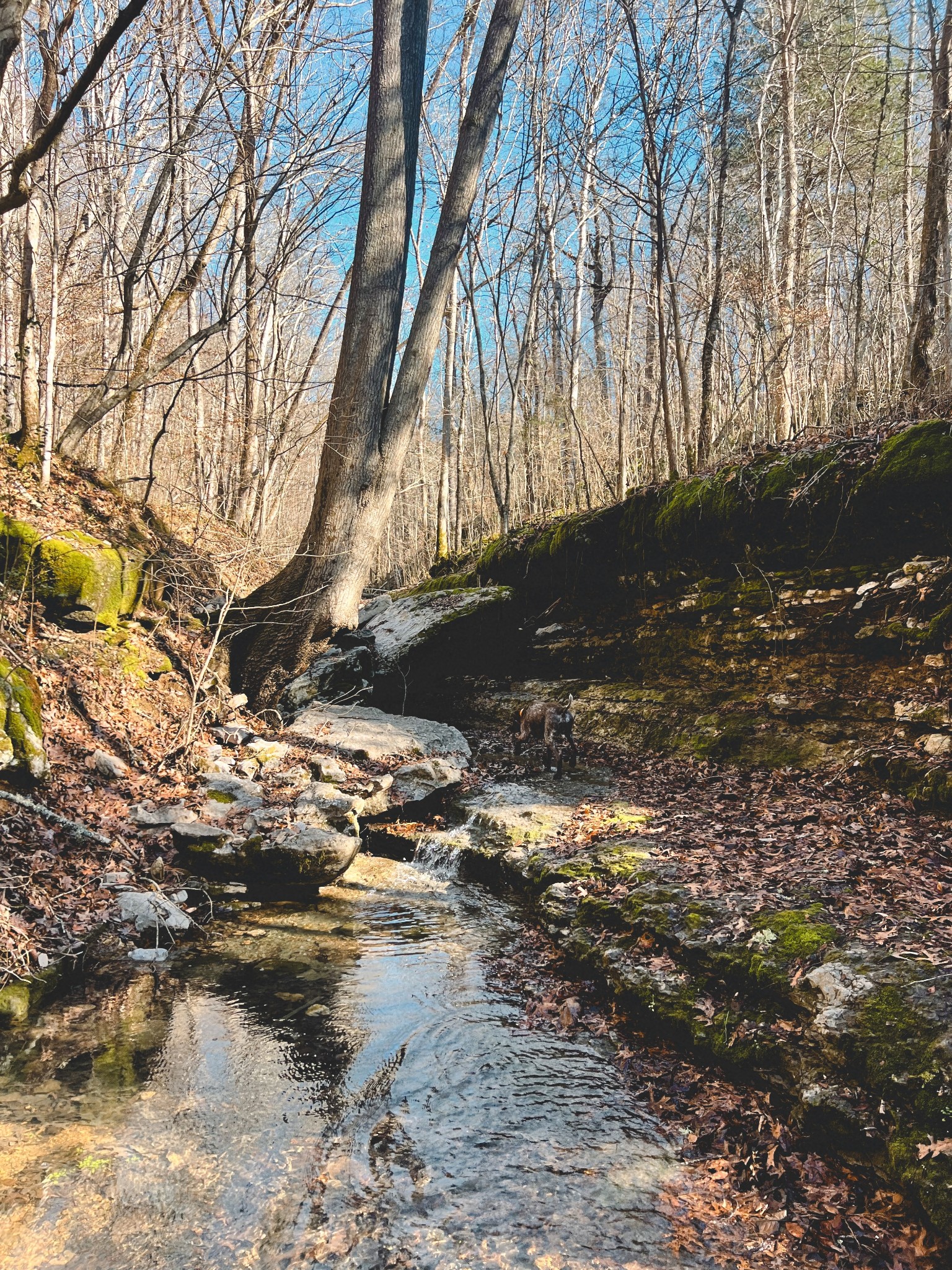 0 Hollis Creek Road S Woodbury TN 37190