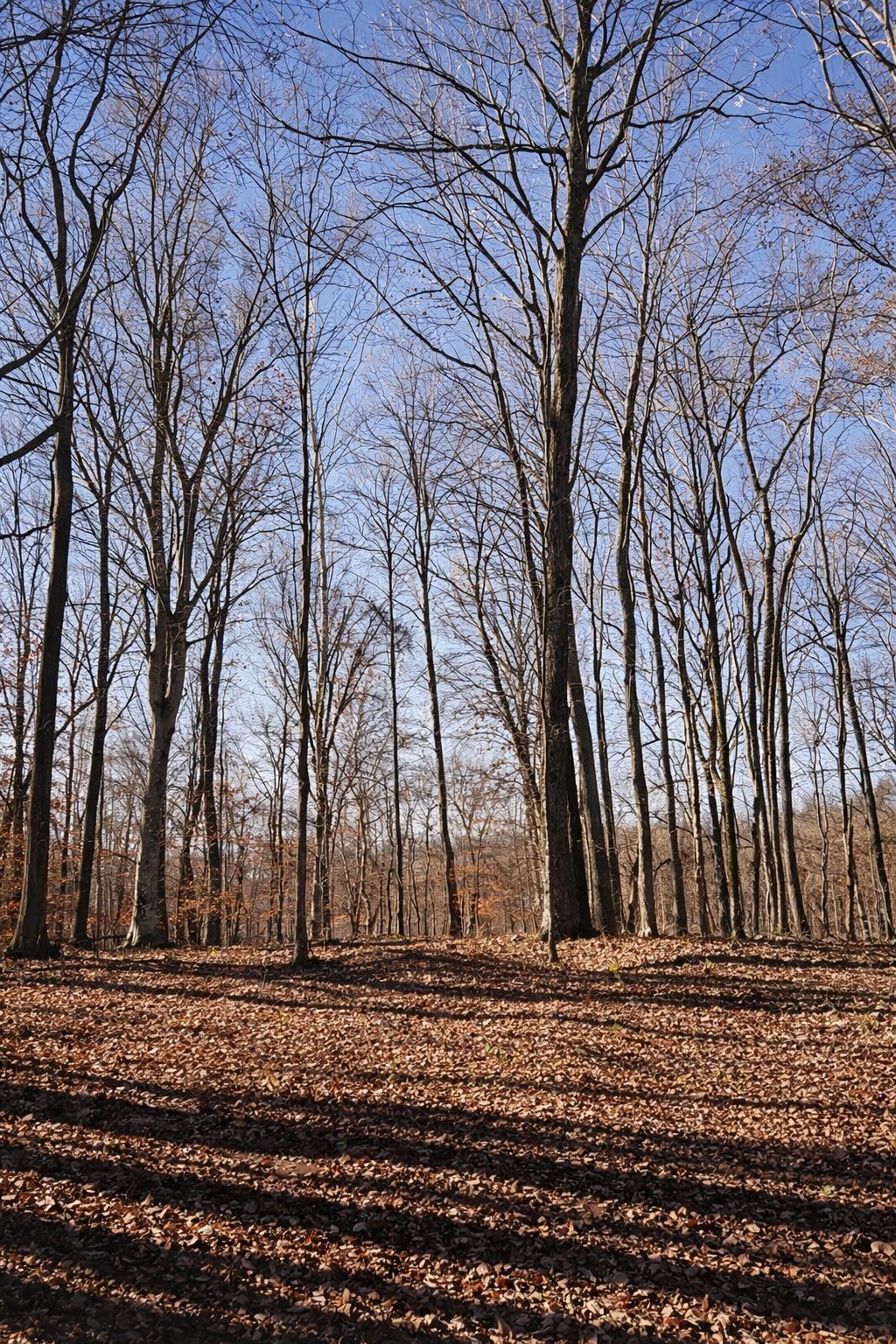 0 Hollis Creek Road S Woodbury TN 37190