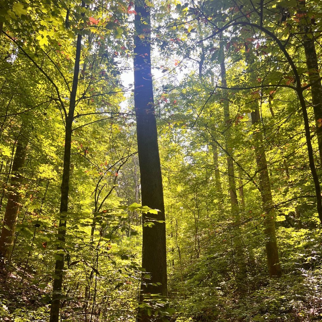 0 Hollis Creek Road S Woodbury TN 37190
