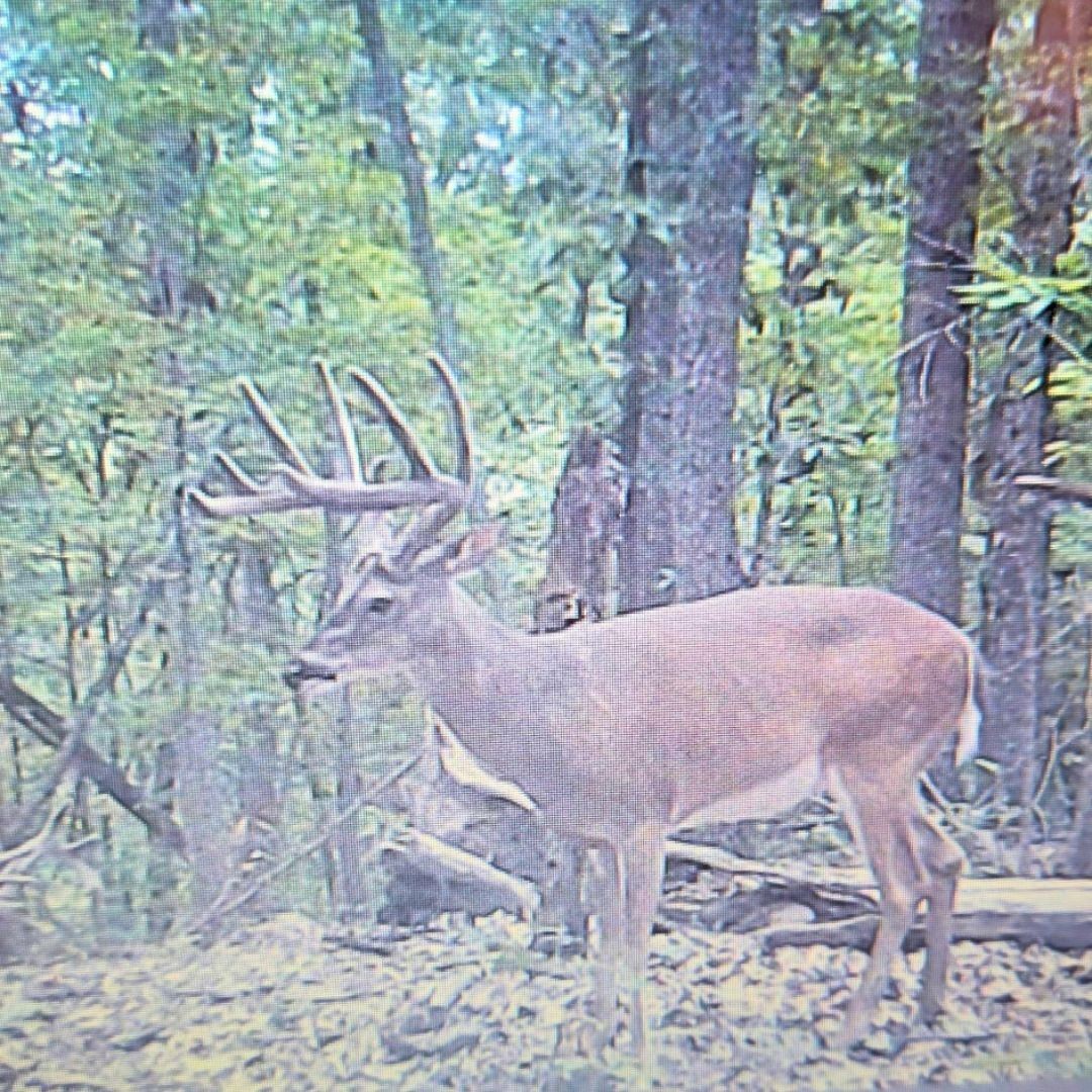 0 Hollis Creek Road S Woodbury TN 37190