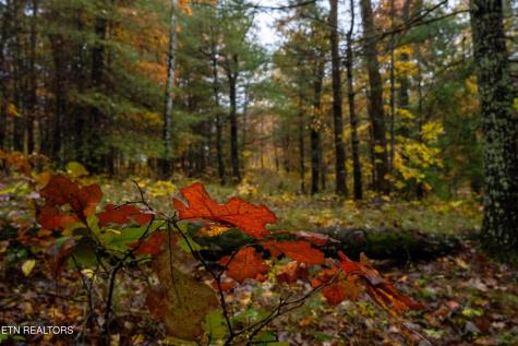 0 Trailhead Lane Jamestown TN 38556