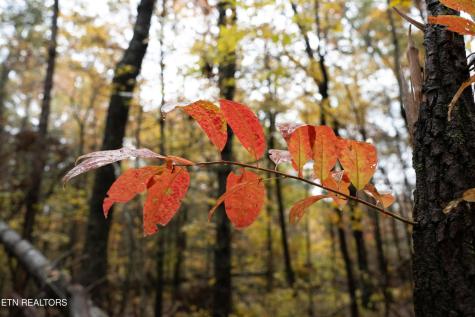 0 Trailhead Lane Jamestown TN 38556