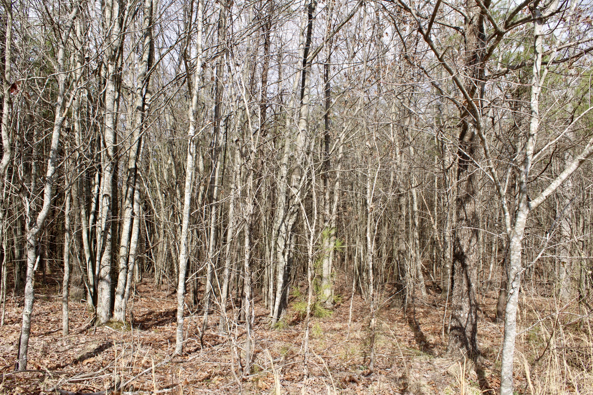 0 Denny Bend Road Spencer TN 38585