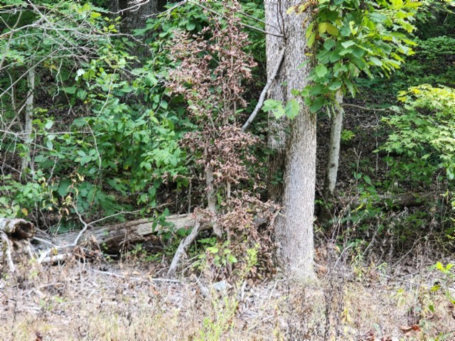 0 Apache Road Jamestown TN 38556