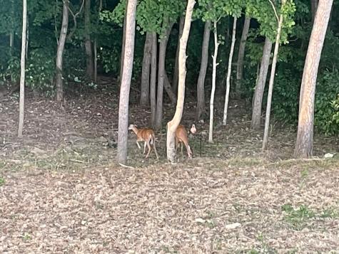 7034 Sky Meadow Drive College Grove TN 37046