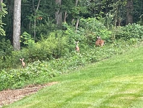 7034 Sky Meadow Drive College Grove TN 37046