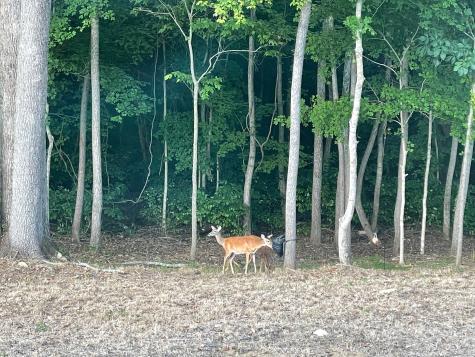 7034 Sky Meadow Drive College Grove TN 37046