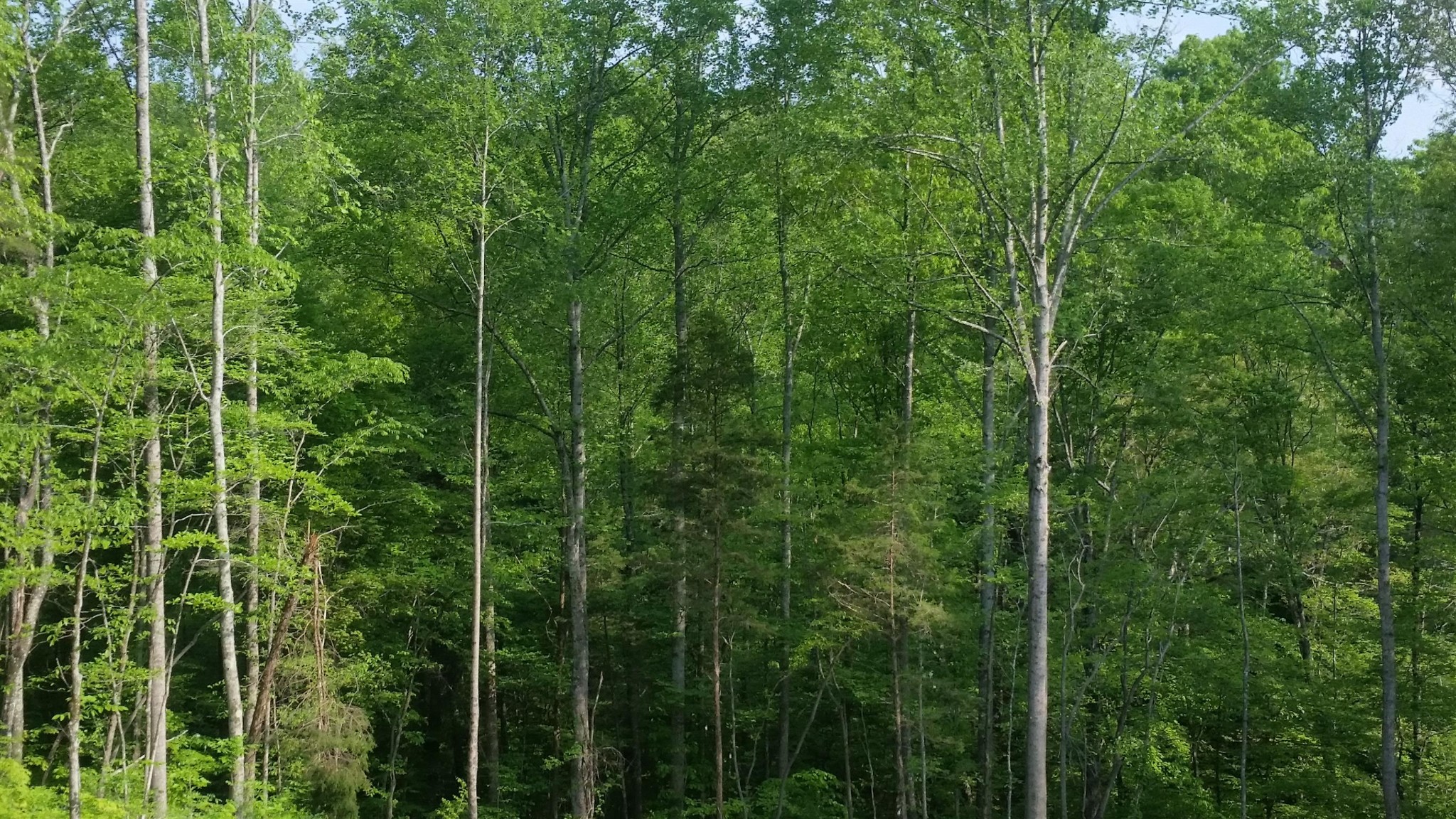 7454 Sugar Camp Hollow Road Fairview TN 37062