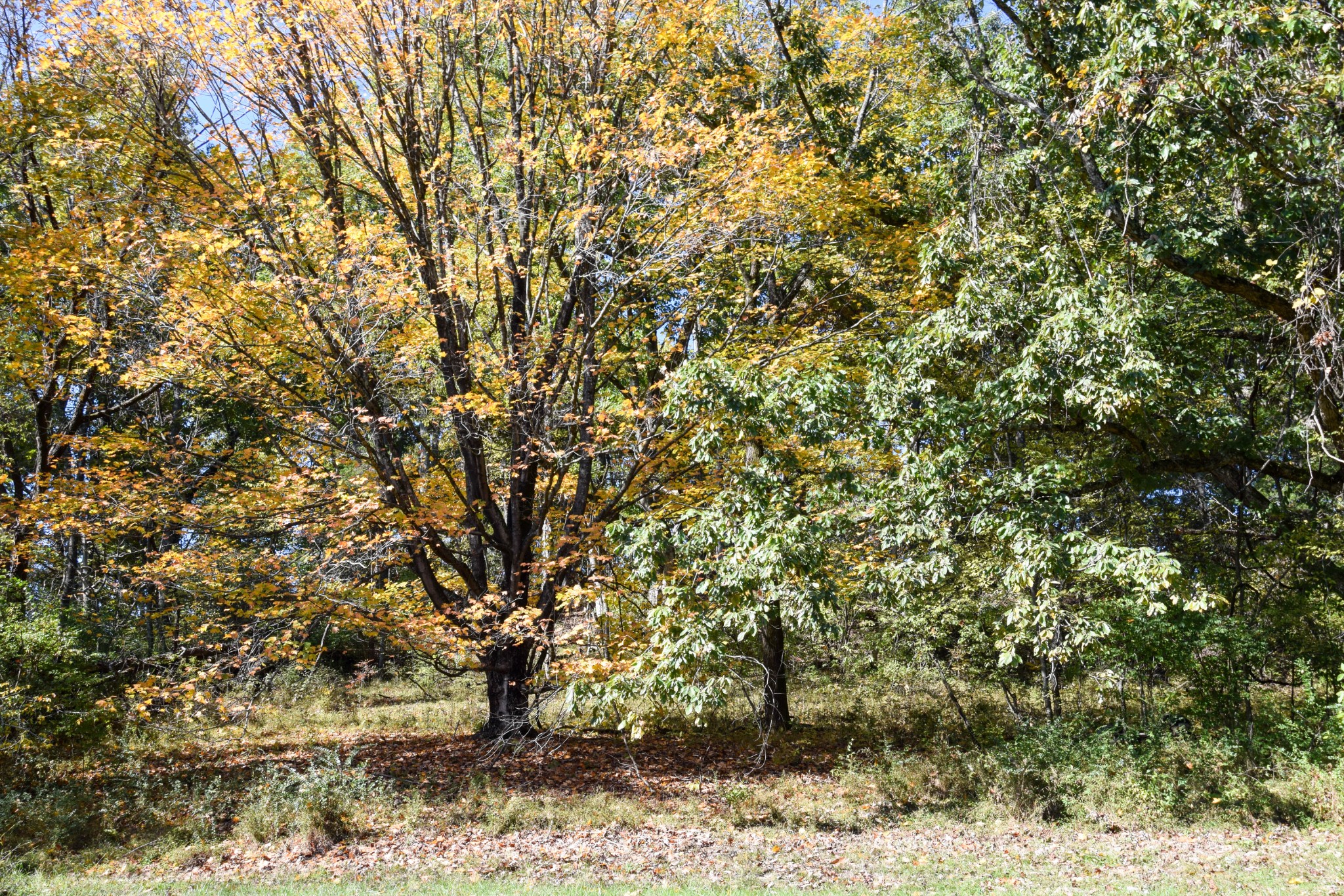 119 Old Dobbins Pike Gallatin TN 37066