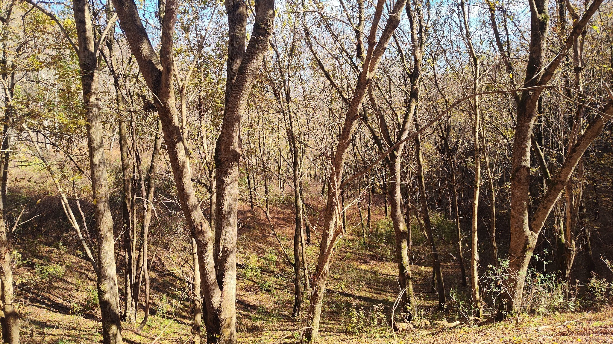 85 Blackberry Ridge Way Smithville TN 37166