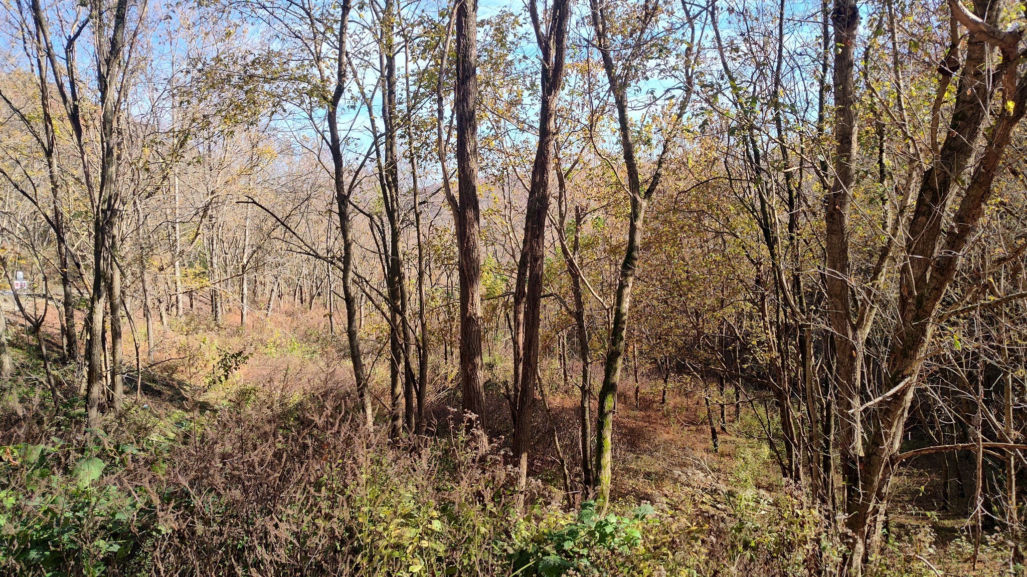 85 Blackberry Ridge Way Smithville TN 37166