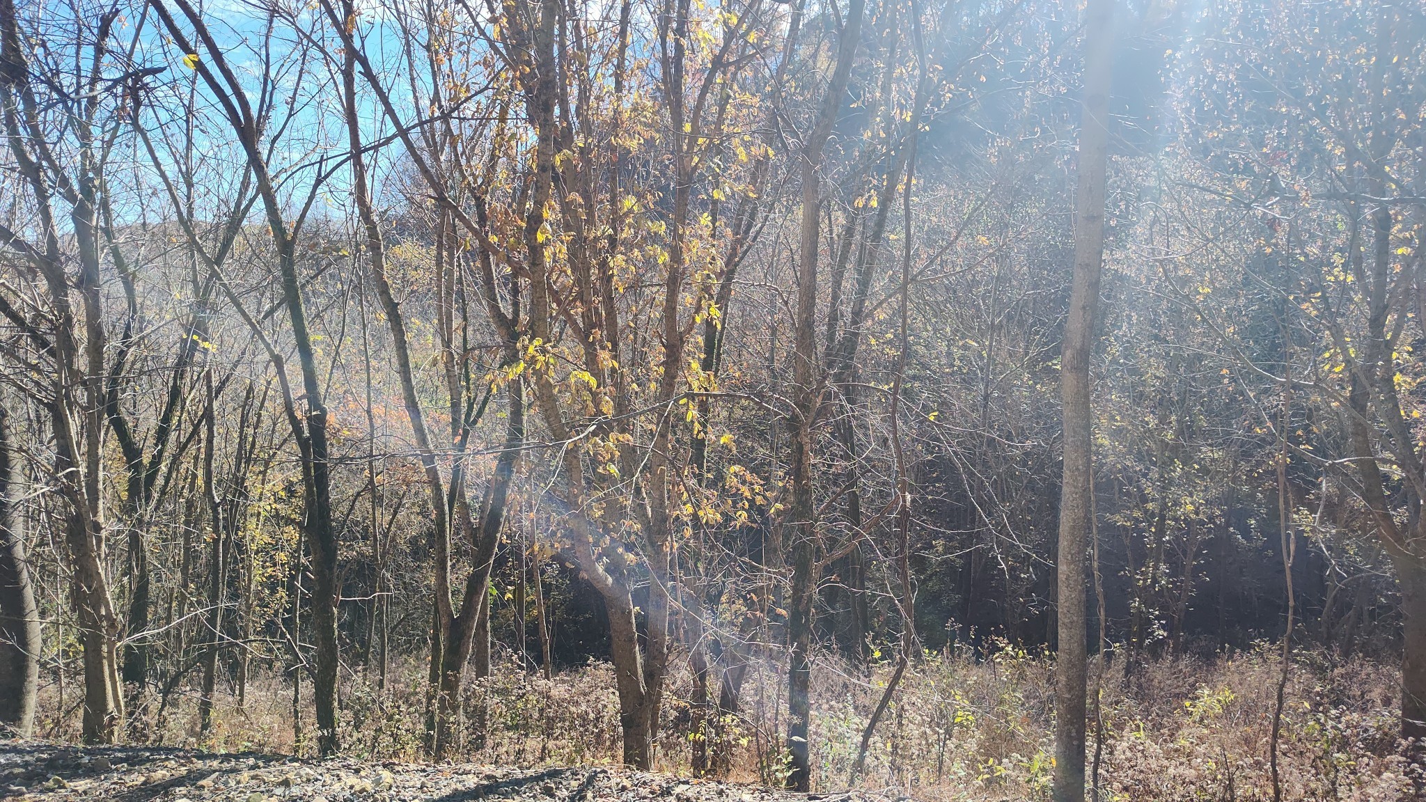 85 Blackberry Ridge Way Smithville TN 37166