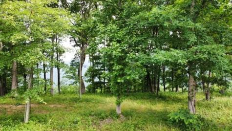 460 Volunteer Street Jasper TN 37347