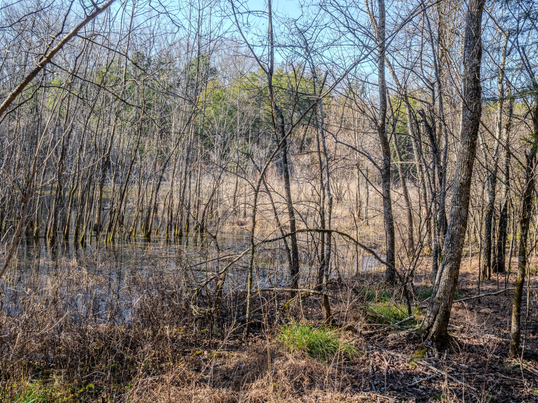 0 Lasea Road Spring Hill TN 37174