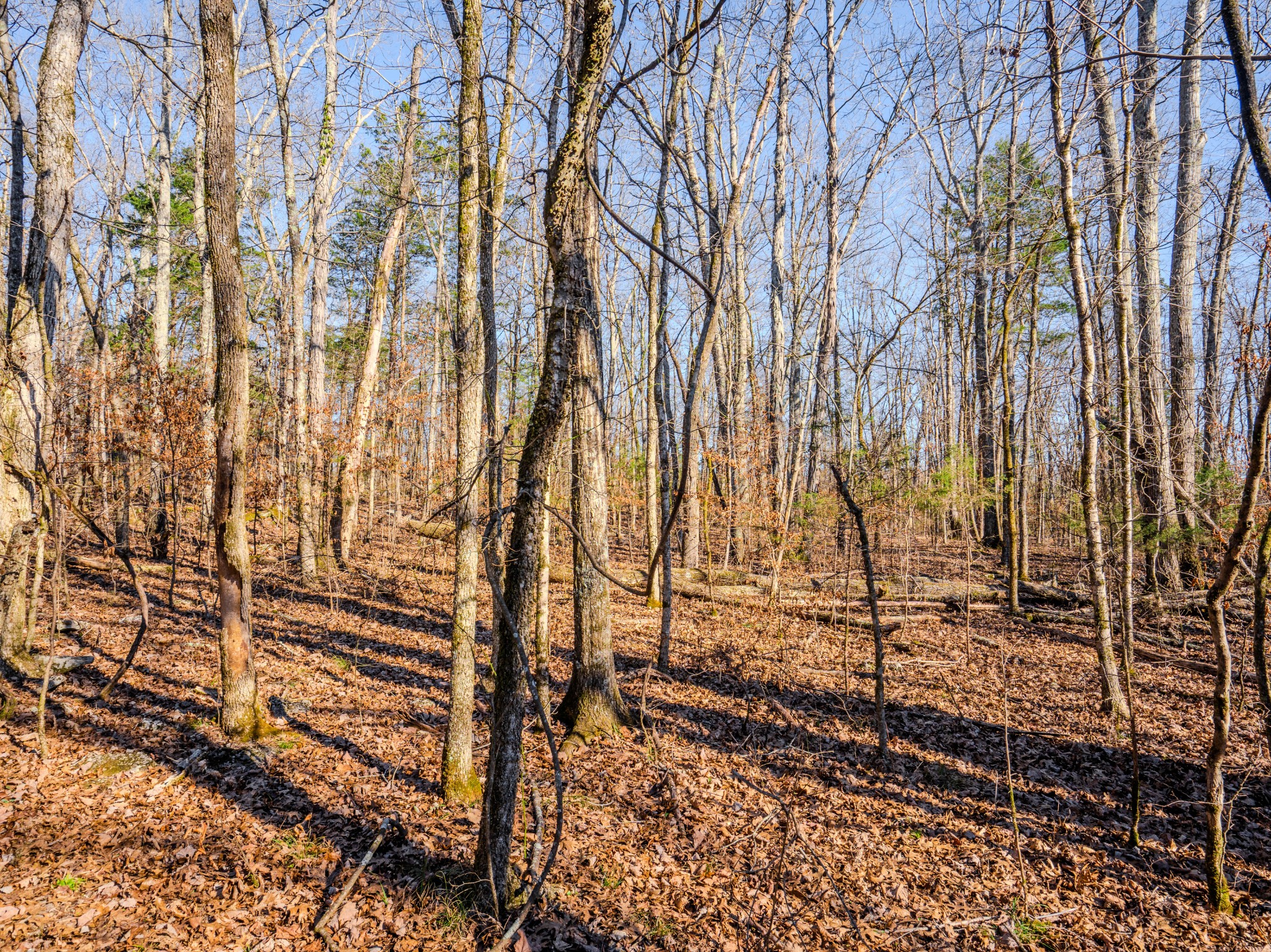 0 Lasea Road Spring Hill TN 37174