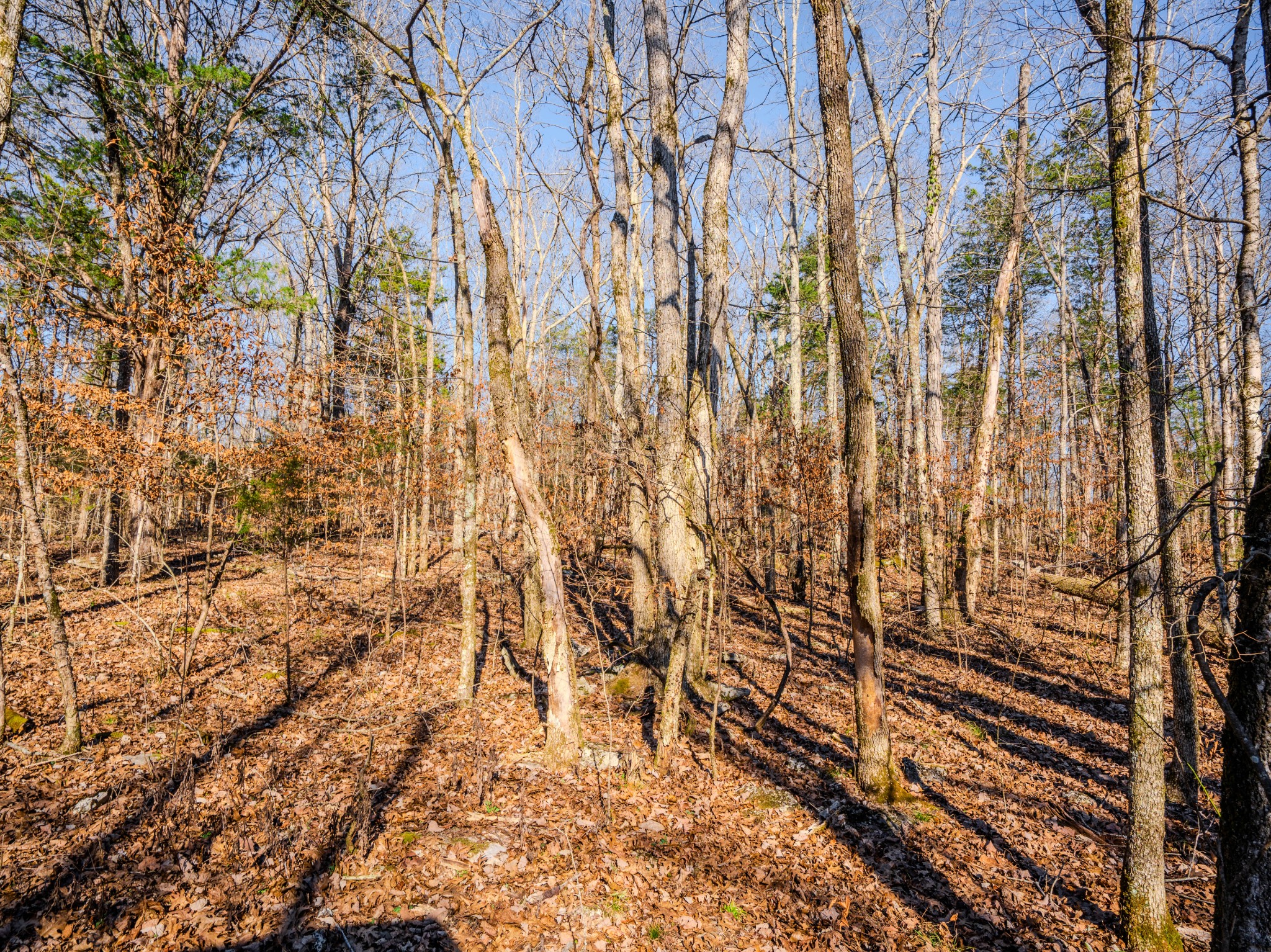 0 Lasea Road Spring Hill TN 37174