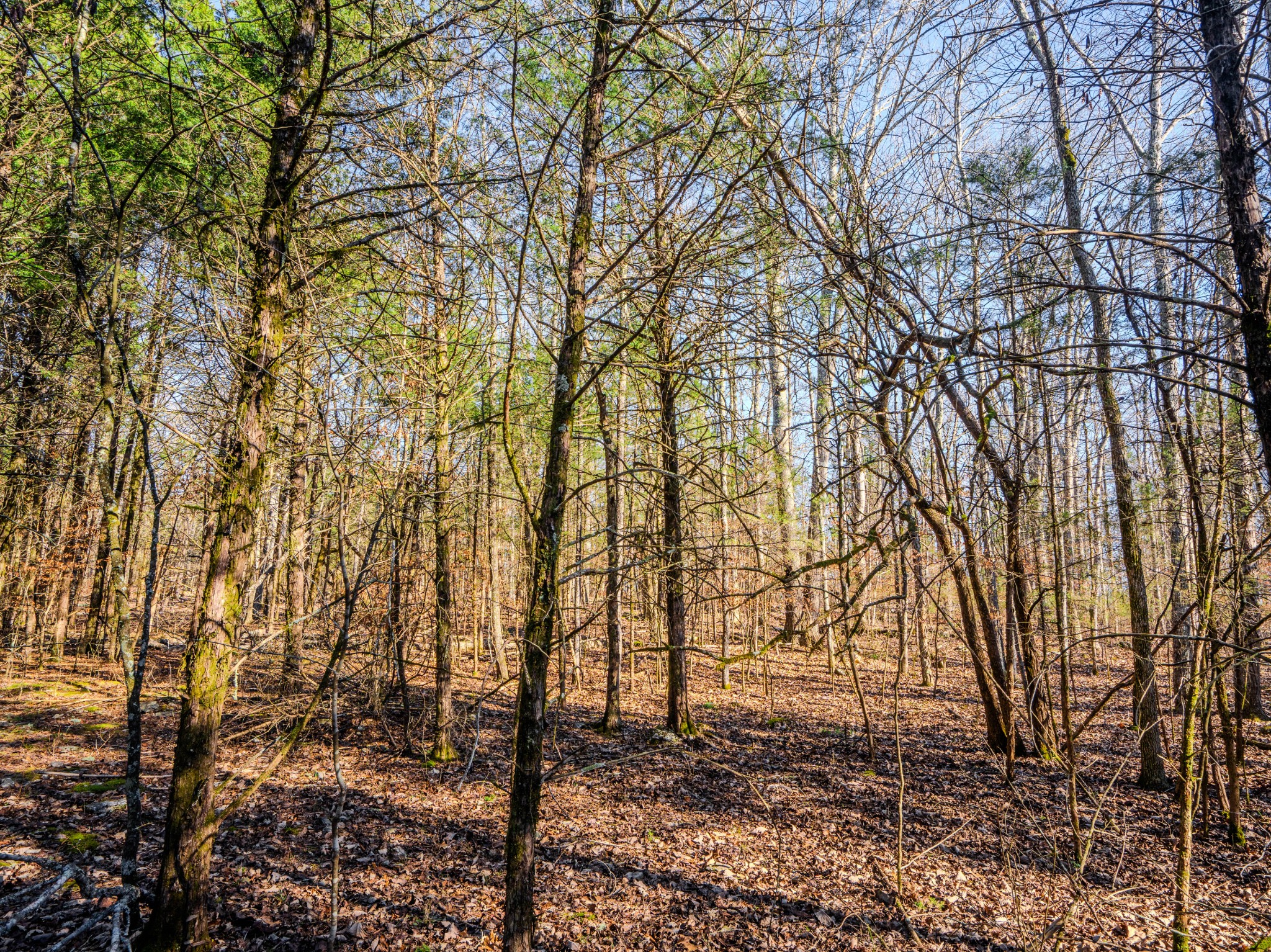 0 Lasea Road Spring Hill TN 37174