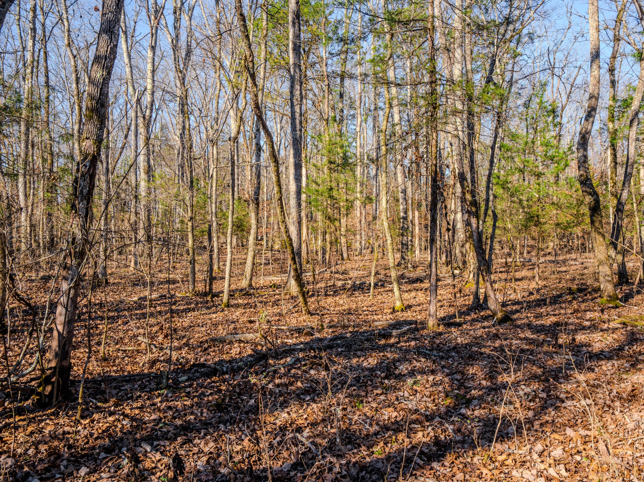 0 Lasea Road Spring Hill TN 37174