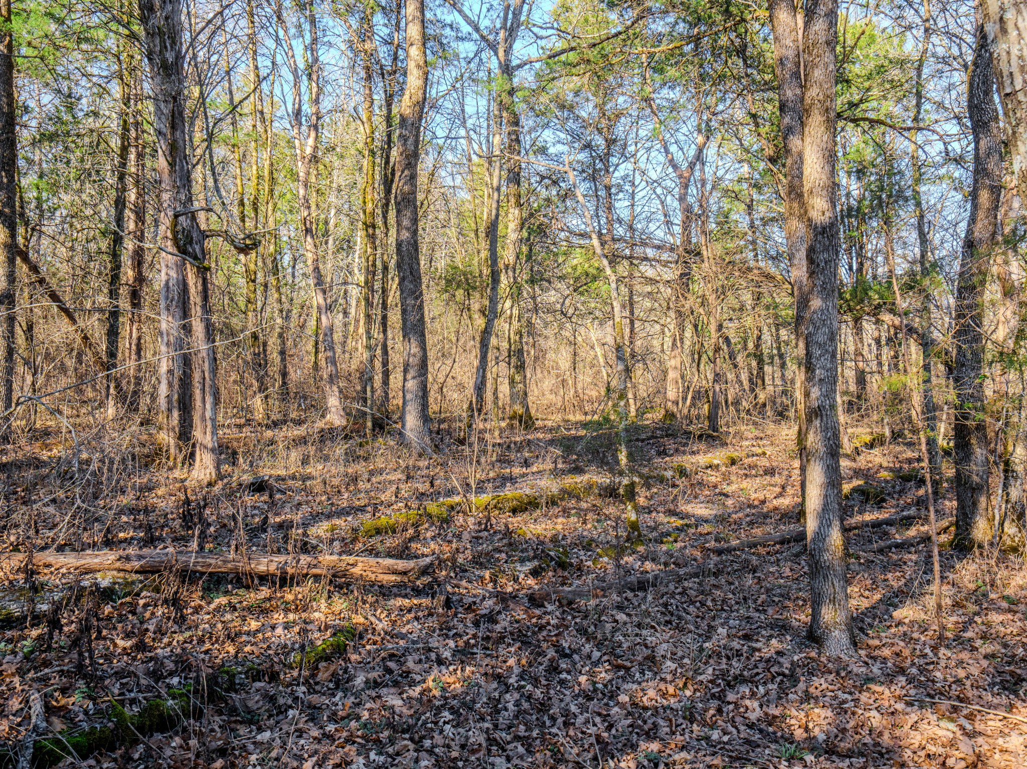 0 Lasea Road Spring Hill TN 37174