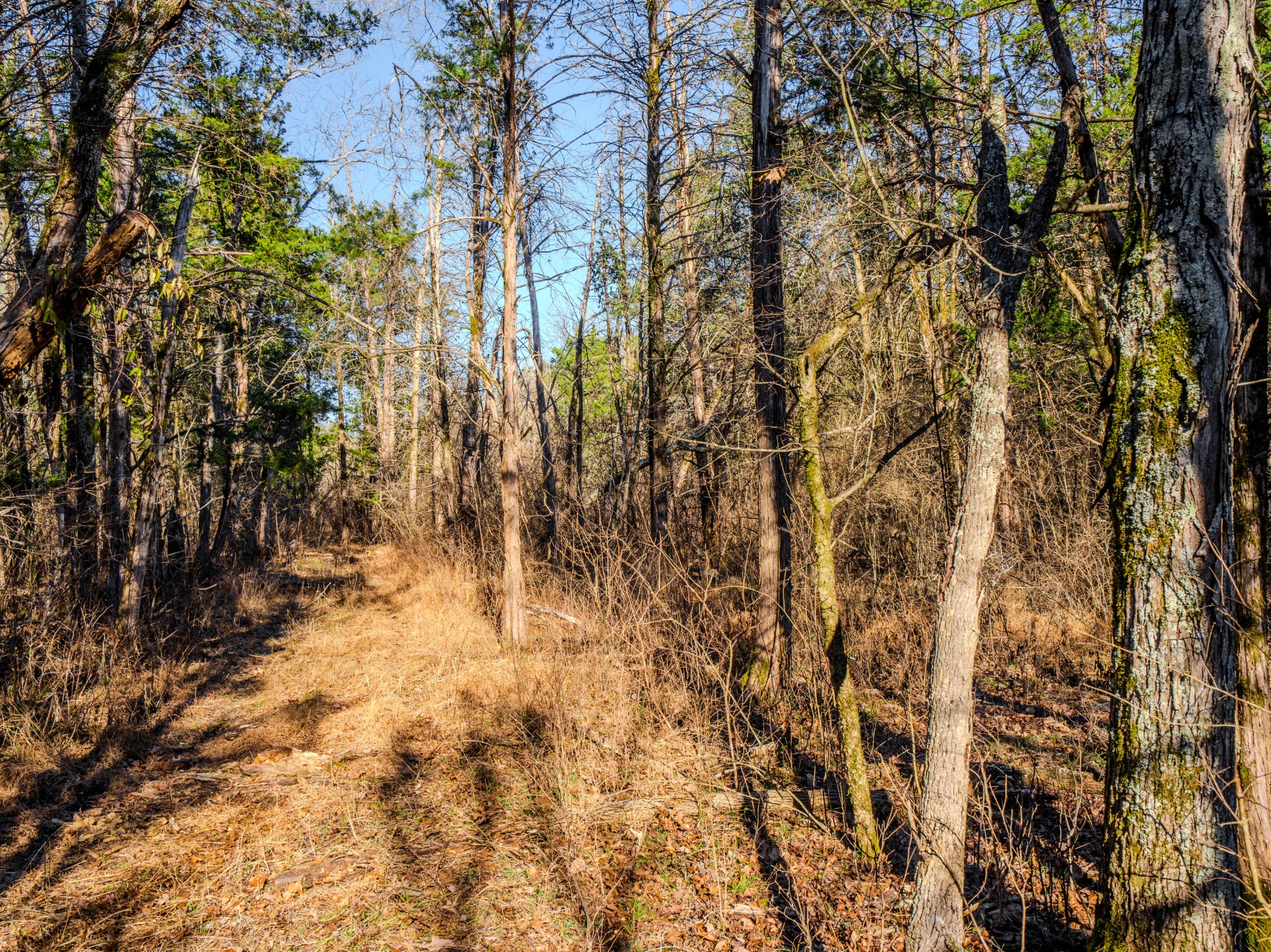 0 Lasea Road Spring Hill TN 37174