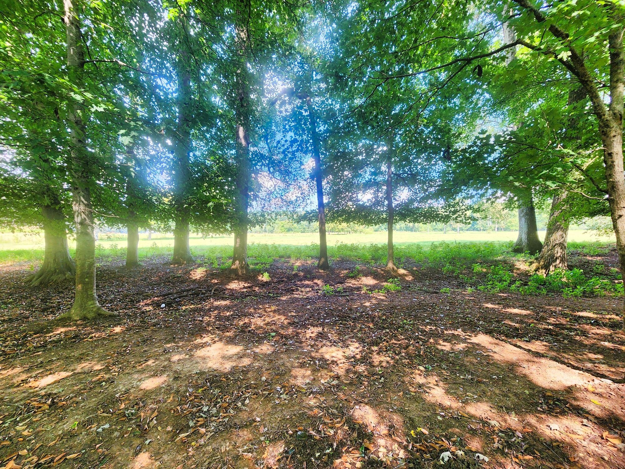 8312 Middle Butler Road Iron City TN 38463