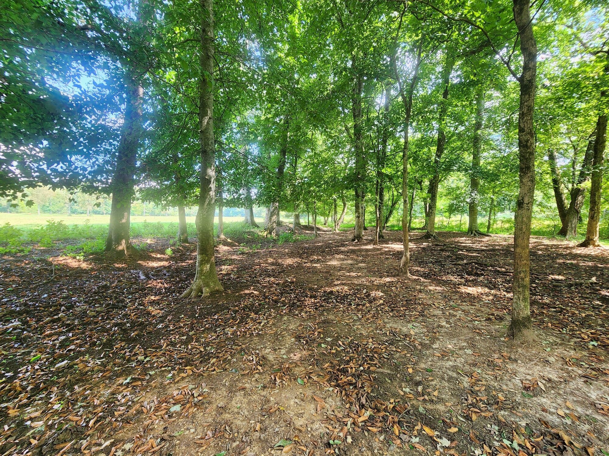 8312 Middle Butler Road Iron City TN 38463