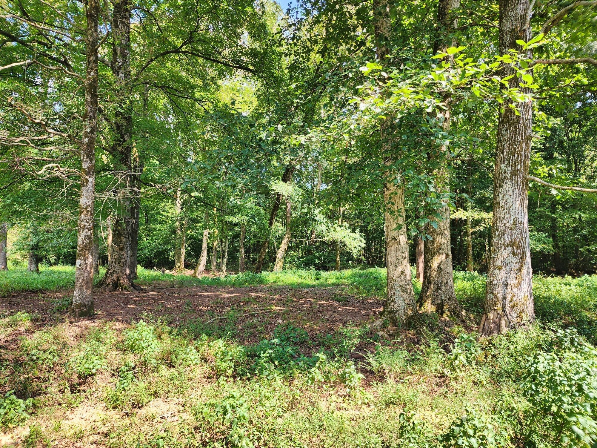 8312 Middle Butler Road Iron City TN 38463
