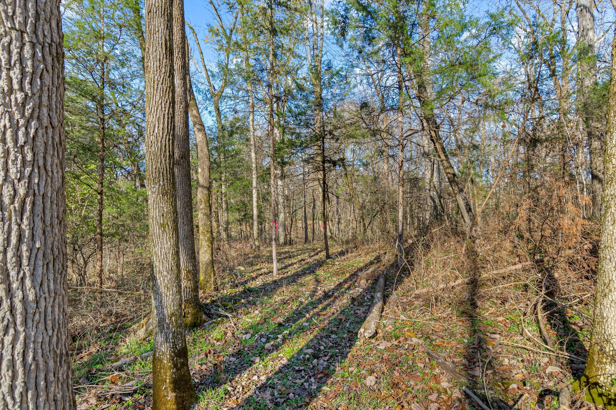 0 Smithson Road College Grove TN 37046